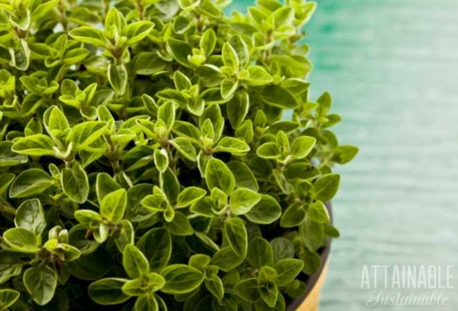 Oregano growing in a pot