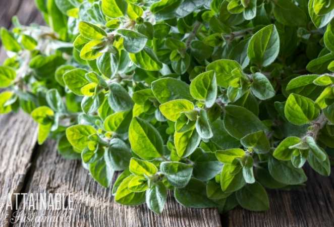 Oregano plant