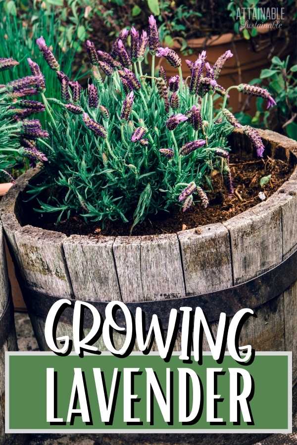 Growing Lavender