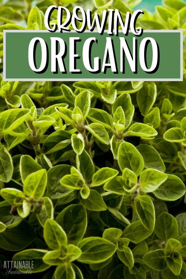 Growing Oregano