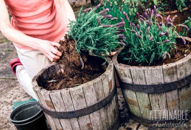 Growing Lavender in containers