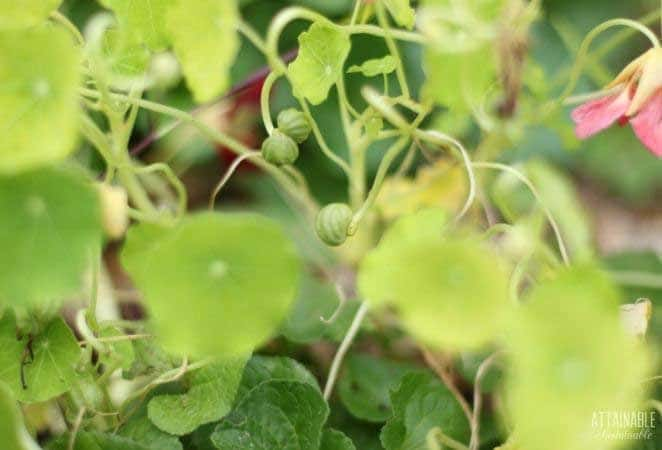 nasturtium seeds on a plant