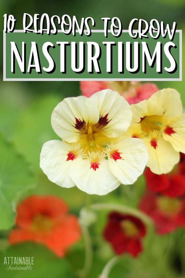 various colors of nasturtium flower: yellow, orange, red