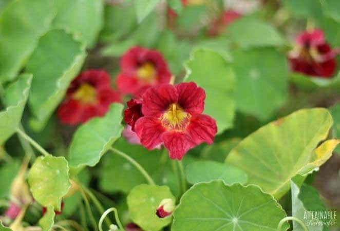 burgundy nasturtium flowers