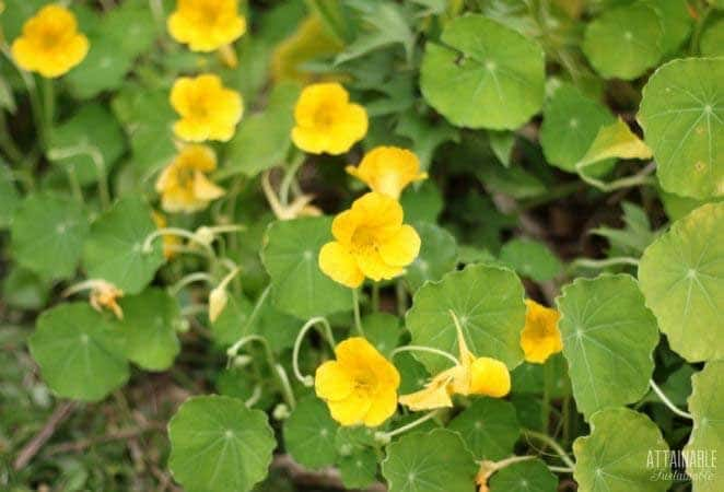 yellow nasturtium flowers