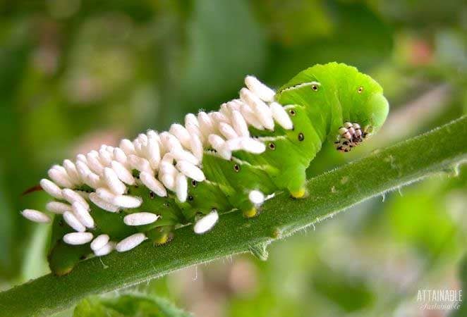 braconid wasp cocoons on a green caterpillar