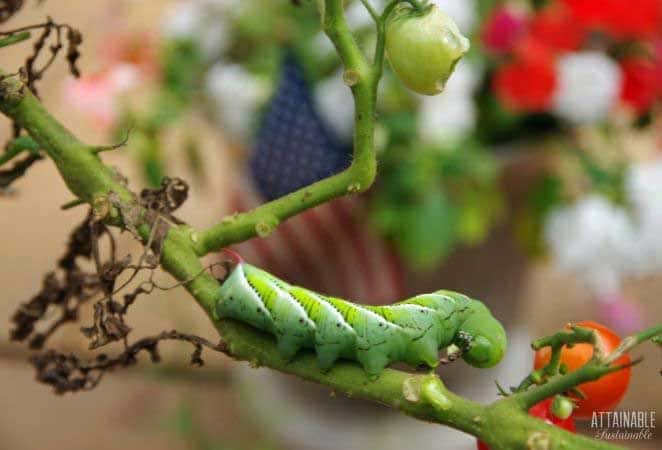 TOMATO hornworm on a plant