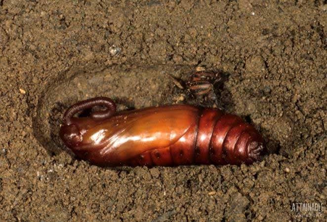 pupae of tomato hornworm