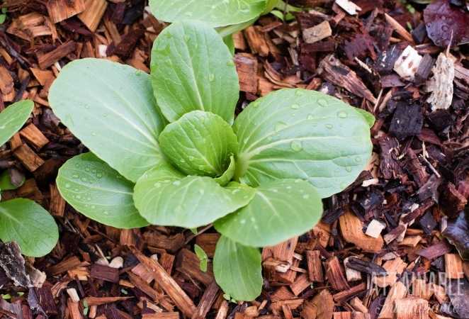 Bok Choy plant in soil