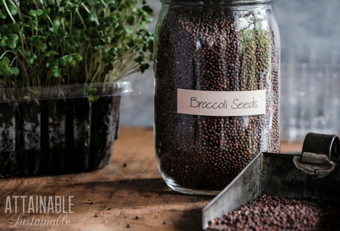 Broccoli Seeds in a msaon jar