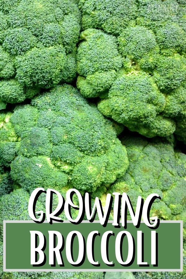 Growing Broccoli in the Home Garden Attainable Sustainable®