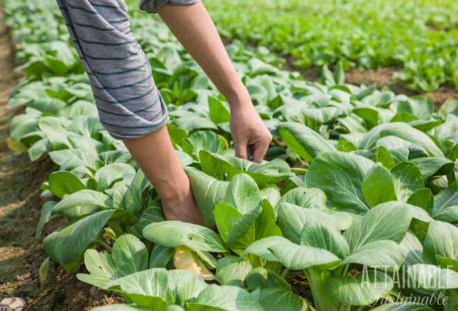 Hands harvsting Bok Choy