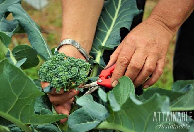 Hands harvesting Broccoli