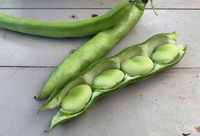 fresh fava beans, one open and showing beans