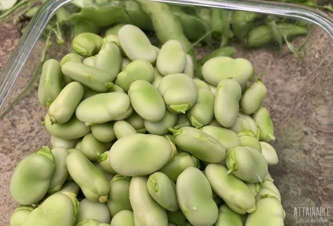 fresh fava beans