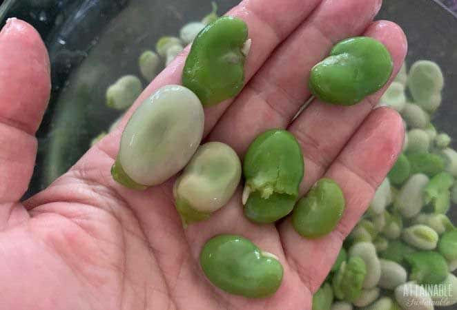 fava beans in a hand, some skinned and green, some not skinned