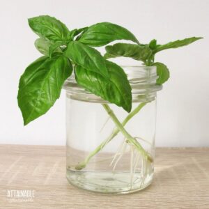 two sprigs of fresh basil in a jar with water, roots visible below water line.