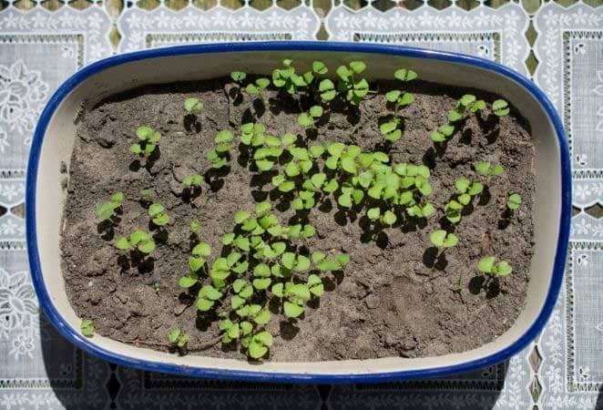 basil sprouts in a white dish with blue trim from above