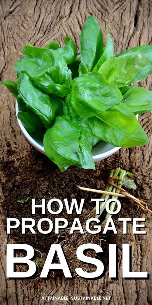 basil cuttings in a cup from above