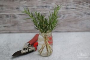 cuttings of plant stems in a jar of water with pruners