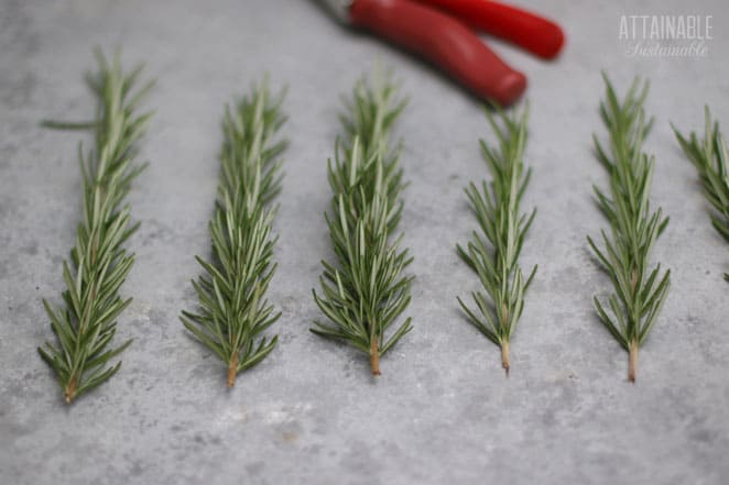 rosemary cuttings side by side, with red pruners