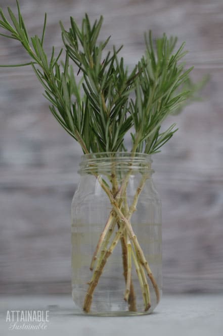 stems of rosemary in a glass jar