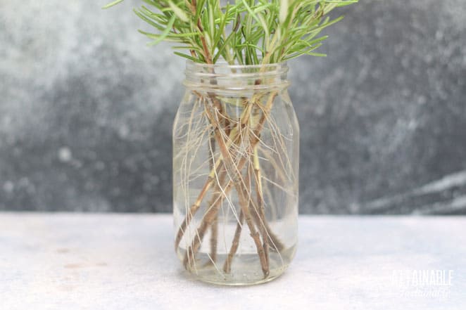 roots visible on plant stems in a jar