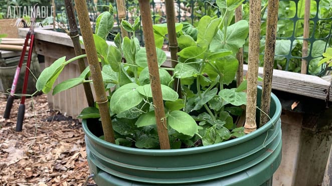 pea plants growing in a green 5 gallon bucket