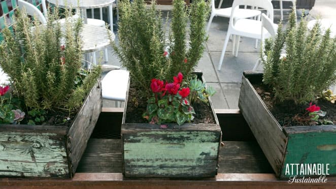 3 wooden boxes with rosemary growing in them
