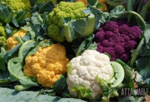 Multicolored heads of Cauliflower