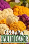 Multi-colored Cauliflower Heads, titled Growing Cauliflower
