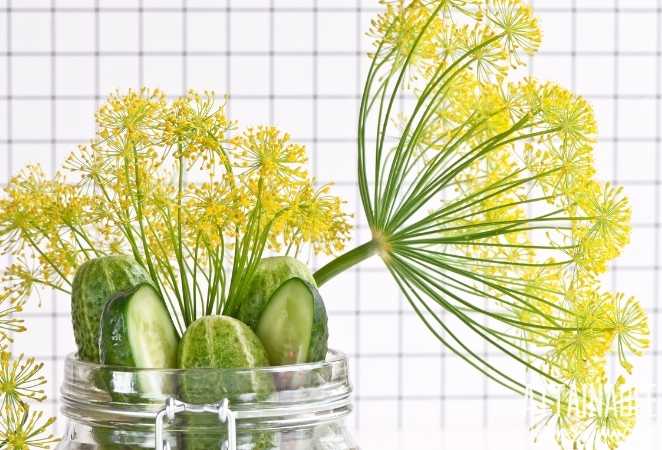 Dill flowers and cucumbers for Pickles