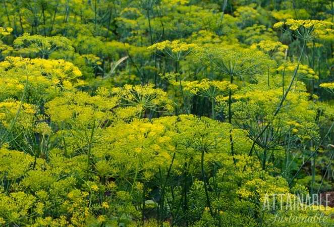 Flowering Dill plants