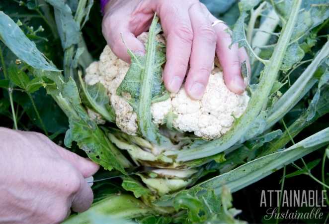 Hand cutting Cauliflower from stem