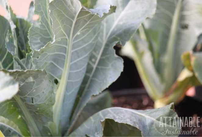 Cauliflower plants in soil