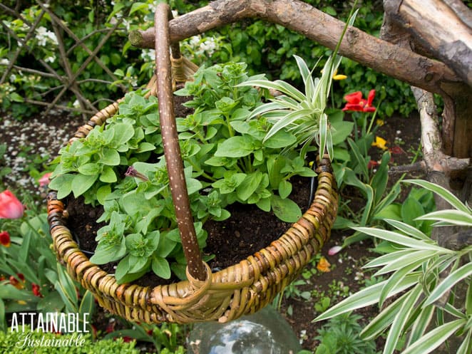 basket with plants growing in it