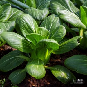 bok choy growing in a garden.