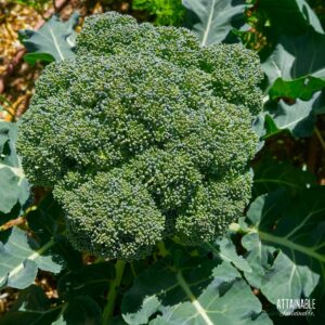 broccoli head on a plant.