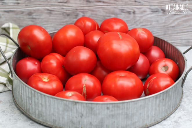 lots of tomatoes in a galvanized tray