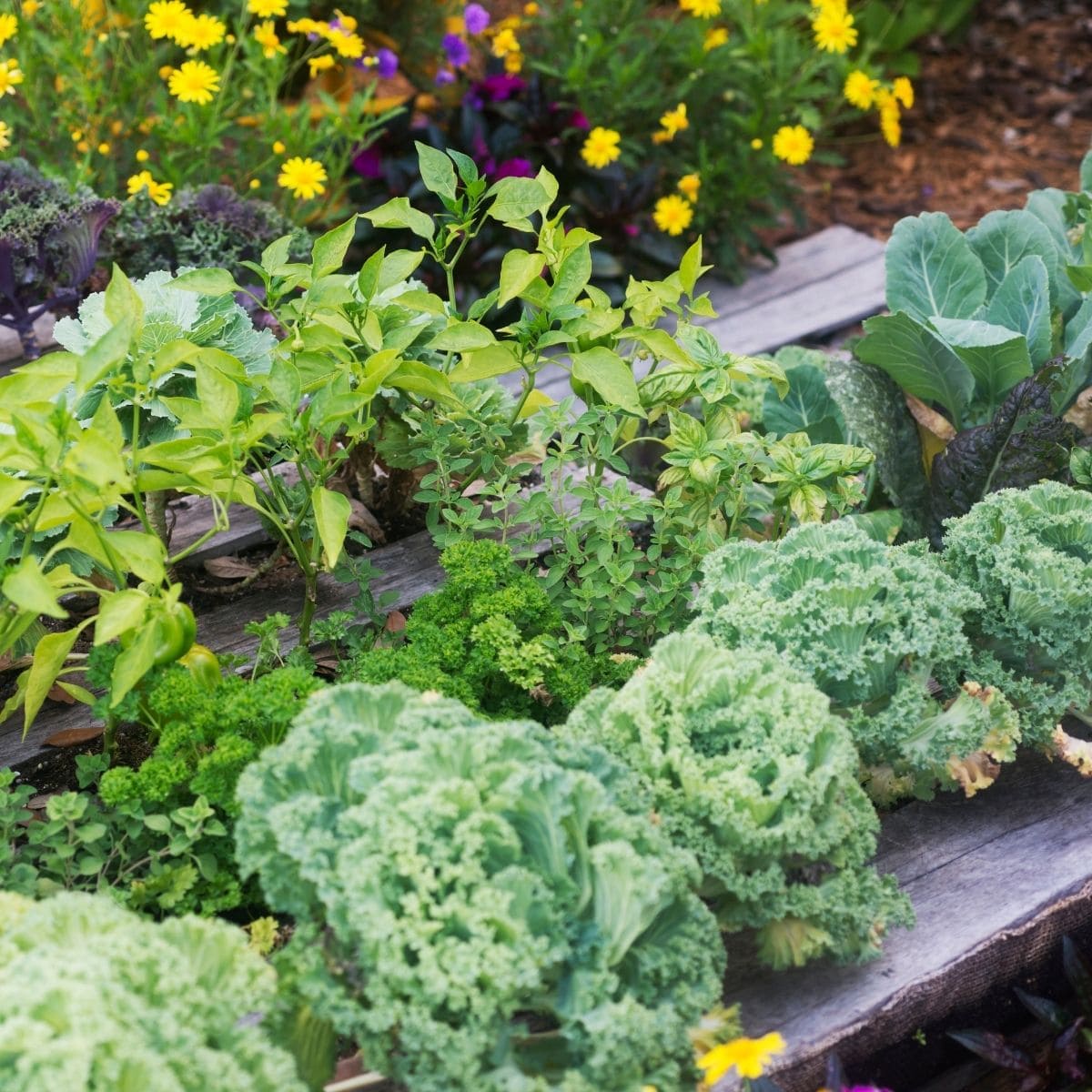 cabbage and vegetables growing in raised beds.