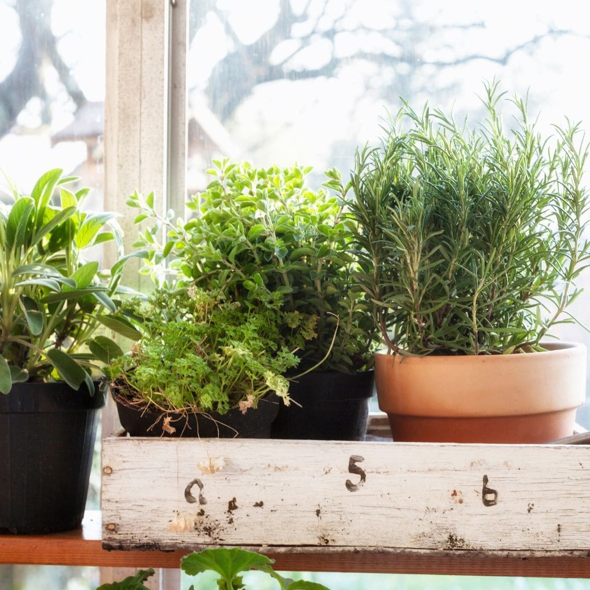 herbs in pots.