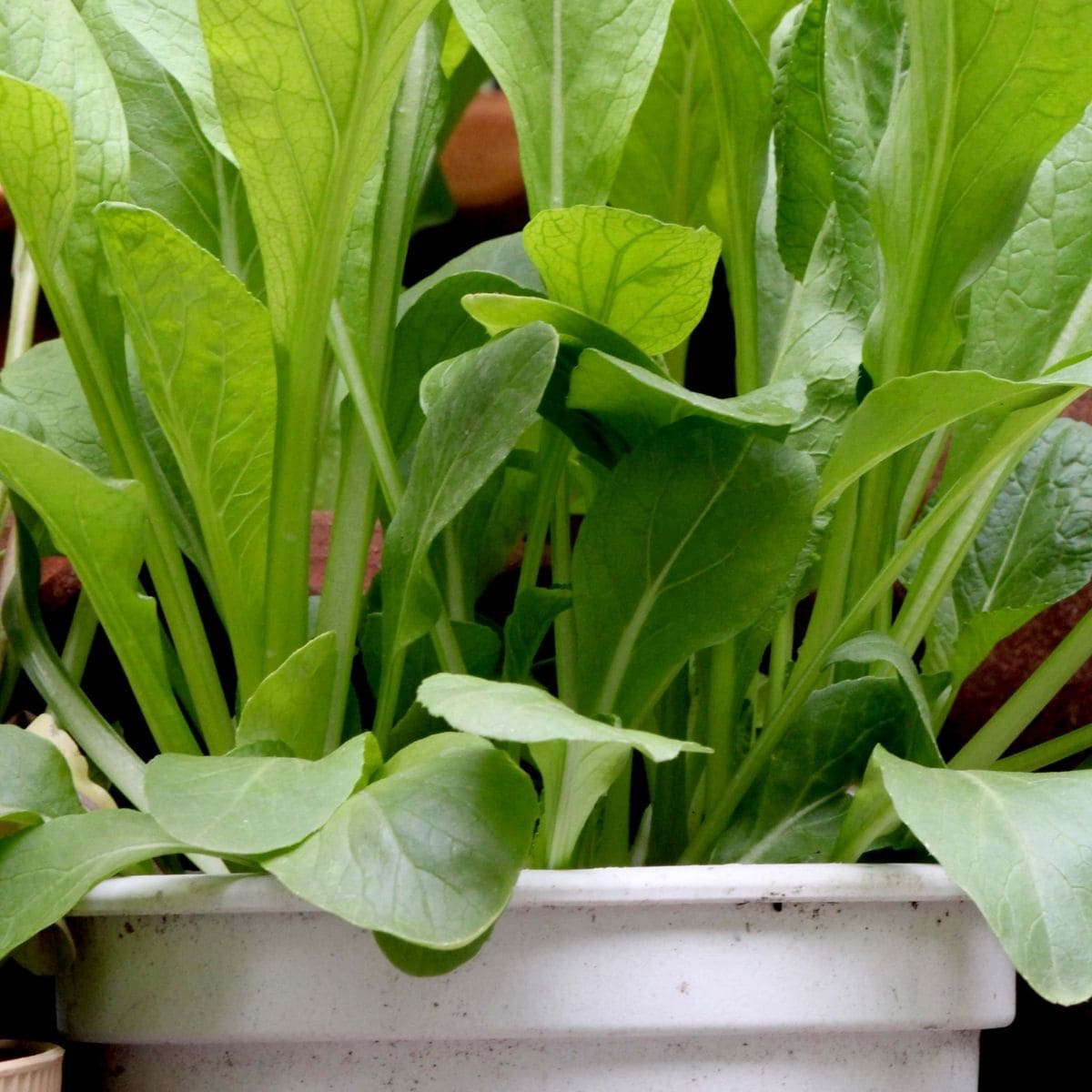 greens growing in a 5-gallon bucket.