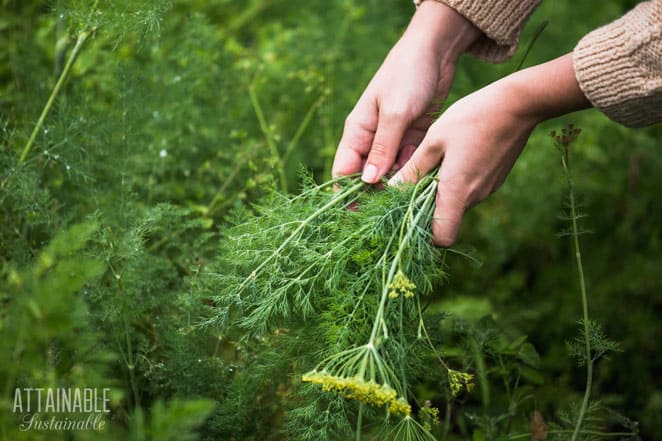 hands harvesting dill