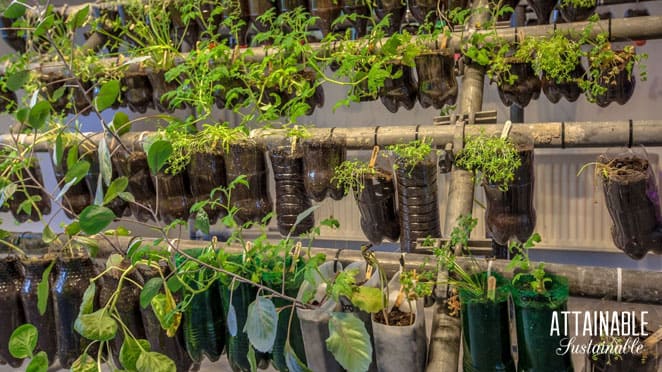 upcycled food and beverage containers as planters, hanging on rods