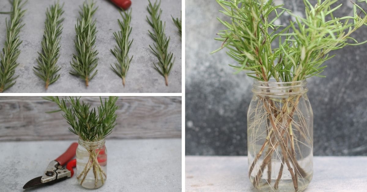 artificial plant olive tree Handmade 6.5' Artificial Olive Tree with Ethically Sourced Real Wood Trunks main image 0