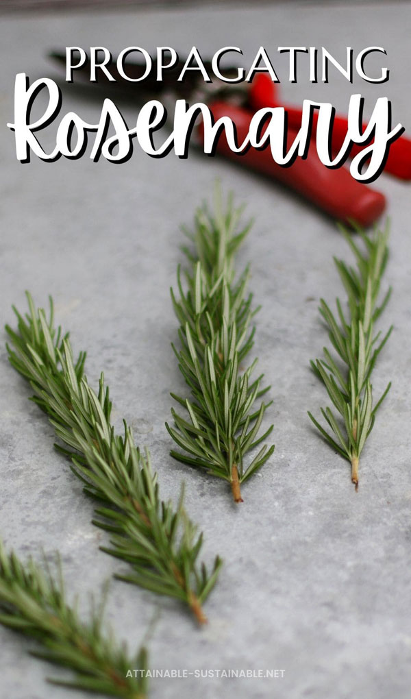 cuttings of rosemary fanned out with red pruners in rear