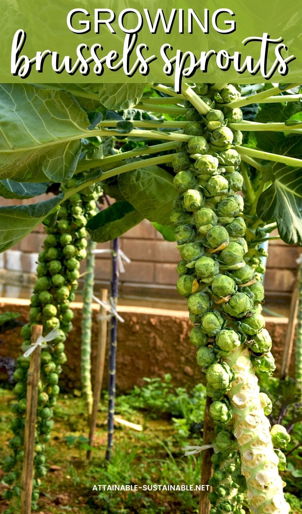 stalks of Brussels sprouts growing in a garden