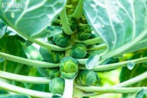 brussels sprout plant