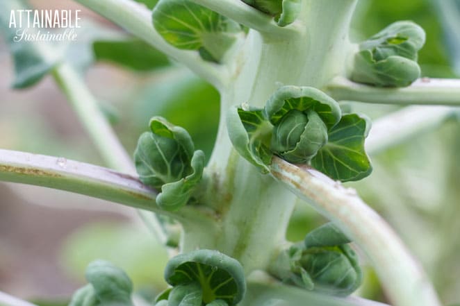 close up of brussels sprout heads forming