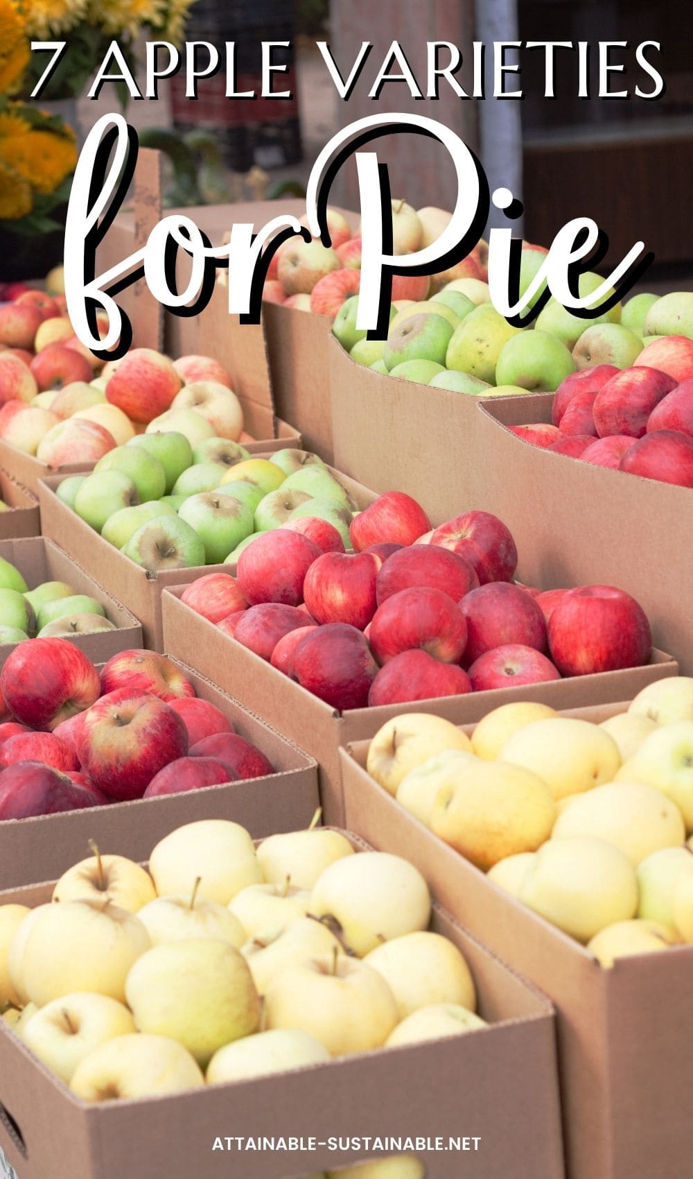 BOXES of different varieties of apples